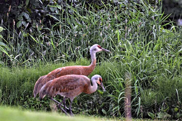 sandhill cranes family